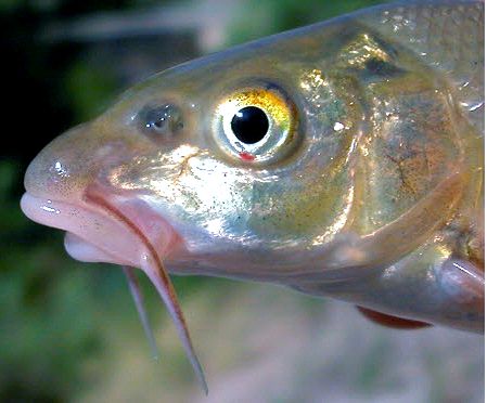 Luciobarbus graellsii_02.jpg